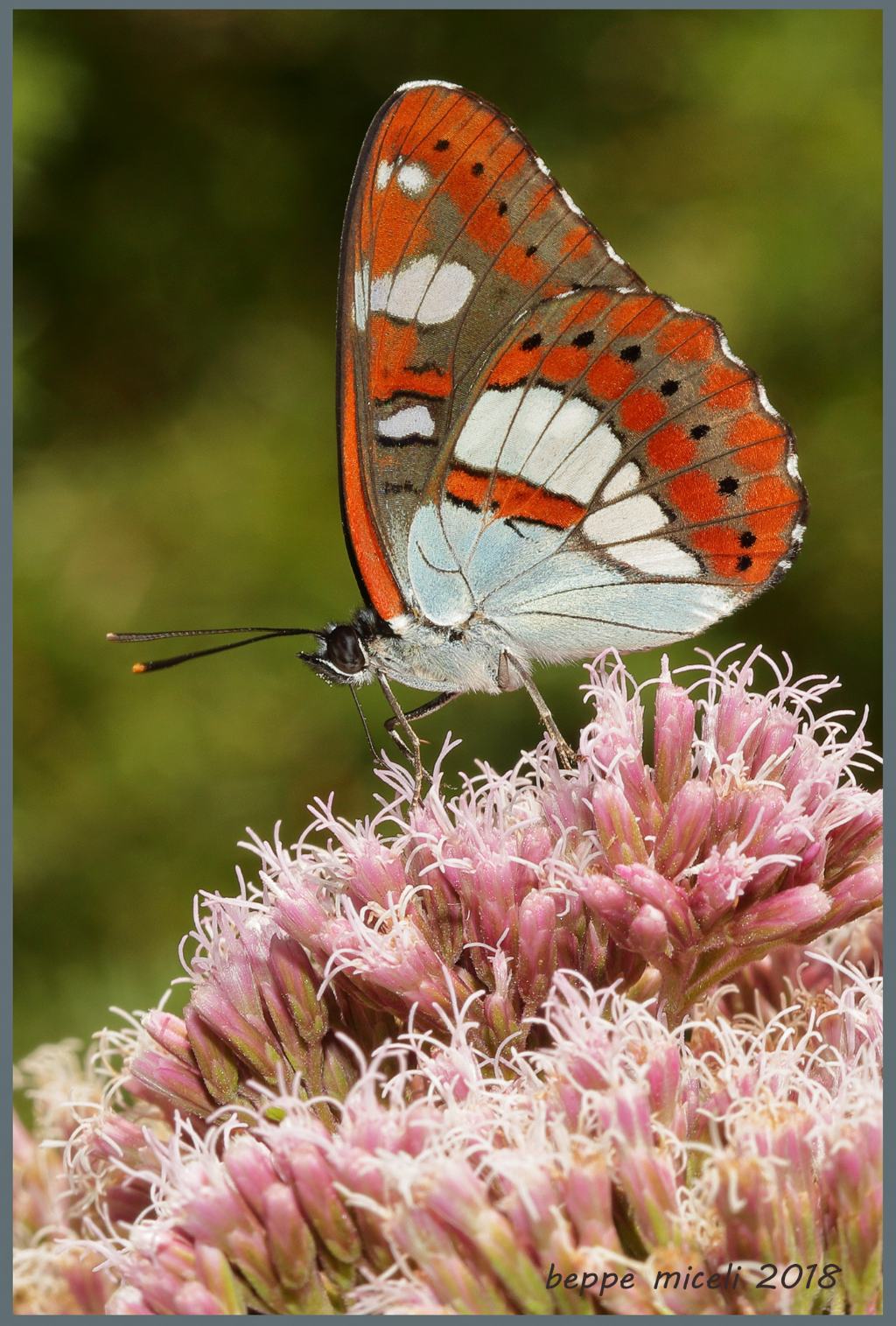 Nymphalidae: Limenitis reducta? S !